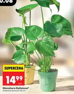 Biedronka Monstera Deliciosa* oferta