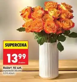Biedronka Róża oferta