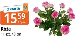 E.Leclerc Róża 11 szt oferta