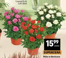 Delikatesy Centrum Róża w doniczce oferta
