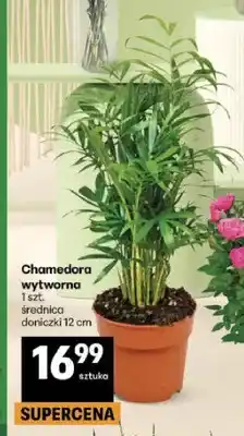 Delikatesy Centrum Chamedora wytworna oferta