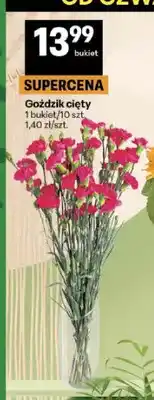 Delikatesy Centrum Goździk cięty oferta