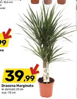 Bricomarche Dracena Marginata oferta