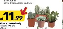 Bricomarche Kaktusy i sukulenty oferta