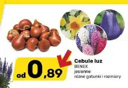 Bricomarche Cebule kwiatowe jesienne luz Benex oferta
