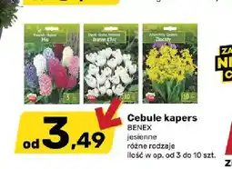 Bricomarche Cebule kwiatowe kapers Benex jesienne oferta