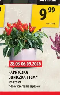 Arhelan Papryczka doniczka 11 cm oferta