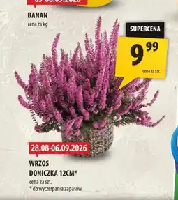 Arhelan Wrzos doniczka 12 cm oferta