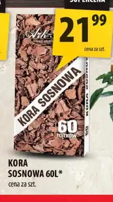 Arhelan Kora sosnowa oferta