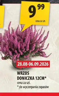 Arhelan Wrzos doniczka 12 cm oferta