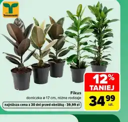 Carrefour Fikus Tomaszewski oferta
