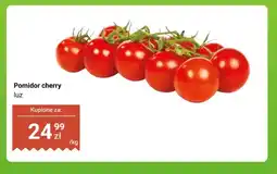 Dino Pomidor cherry luz oferta