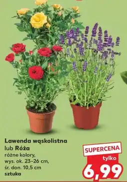 Kaufland Lawenda wąskolistna lub Róża oferta