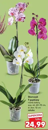Kaufland Storczyk 1-pędowy oferta