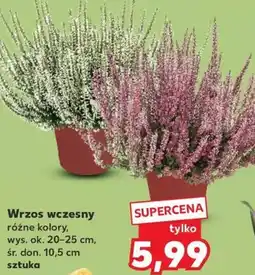 Kaufland Wrzos wczesny oferta