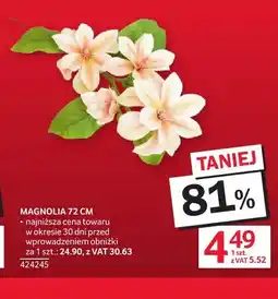 Selgros Magnolia 72 cm oferta