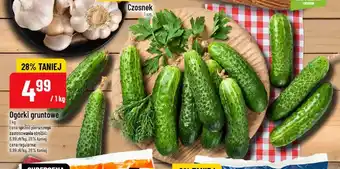 Ogórki gruntowe