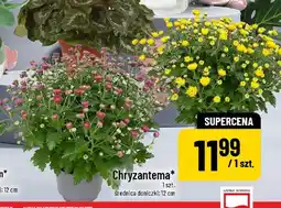 Polomarket Chryzantema oferta