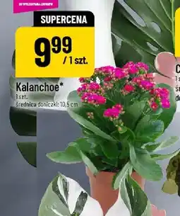 Polomarket Kalanchoe oferta