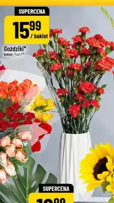 Polomarket Goździki oferta