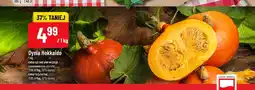 Polomarket Dynia Hokkaido oferta