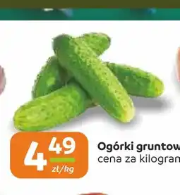 Społem Częstochowa Ogórki gruntowe oferta