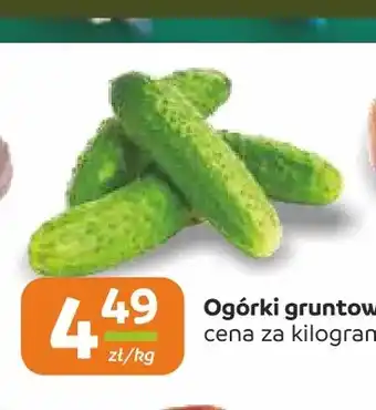 Ogórki gruntowe