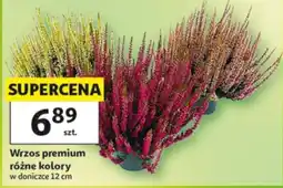 Auchan Wrzos premium oferta