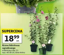 Auchan Krzew hibiskusa ogrodowego oferta