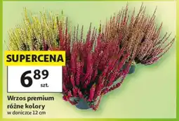 Auchan Wrzos premium oferta