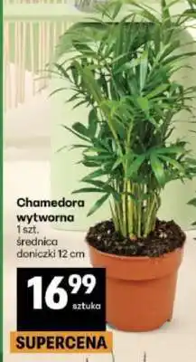 Delikatesy Centrum Chamedora wytworna oferta