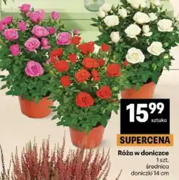 Delikatesy Centrum Róża w doniczce oferta