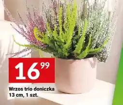 Twój Market Wrzos trio doniczka oferta