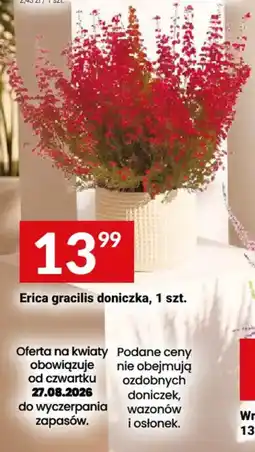 Twój Market Erica gracilis doniczka oferta