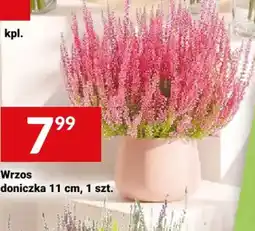 Twój Market Wrzos oferta
