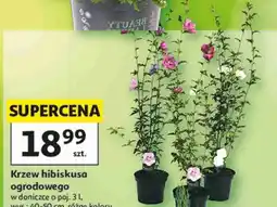 Auchan Krzew hibiskusa ogrodowego oferta