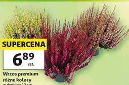 Auchan Wrzos premium oferta