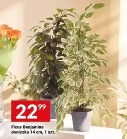 Twój Market Ficus Benjamina oferta
