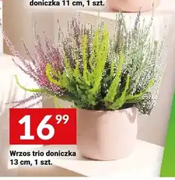 Twój Market Wrzos trio oferta