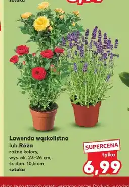 Kaufland Lawenda wąskolistna oferta