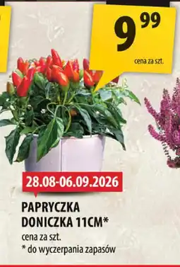 Arhelan Papryczka oferta