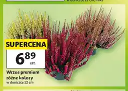 Auchan Wrzos premium oferta