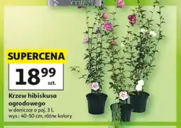 Auchan Krzew hibiskusa ogrodowego oferta
