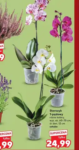 Kaufland Storczyk oferta