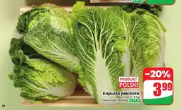 Dino Kapusta pekińska polska oferta