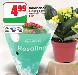 Dino Kalanchoe oferta