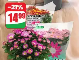 Dino Chryzantema oferta