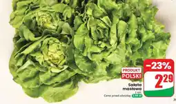 Dino Sałata masłowa oferta