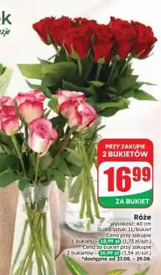Dino Róże oferta