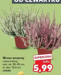 Kaufland Wrzos wczesny oferta